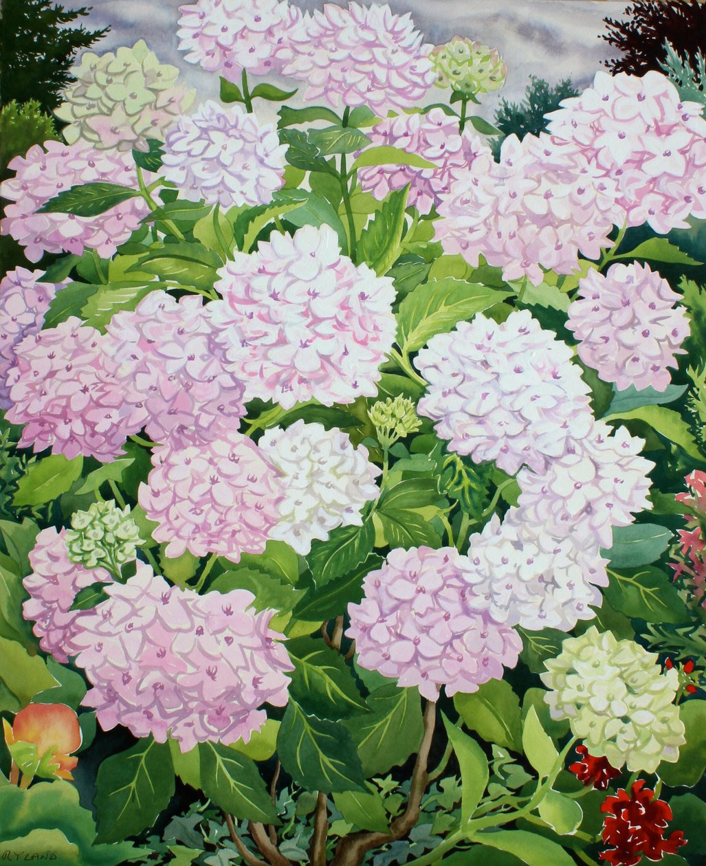 Vit hortensia av Christopher Ryland