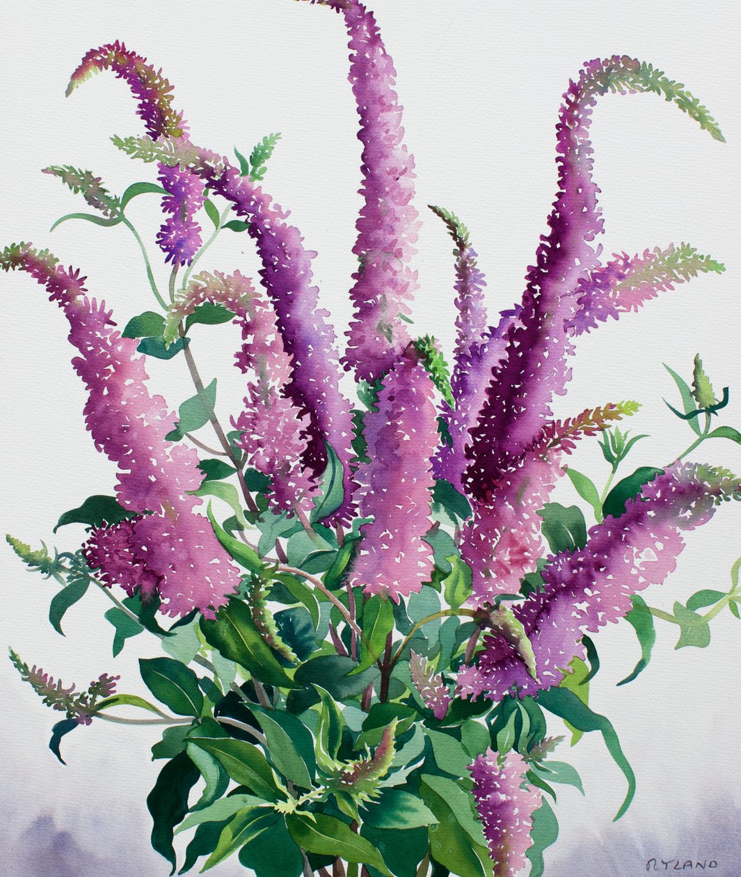Vilda Buddleia av Christopher Ryland
