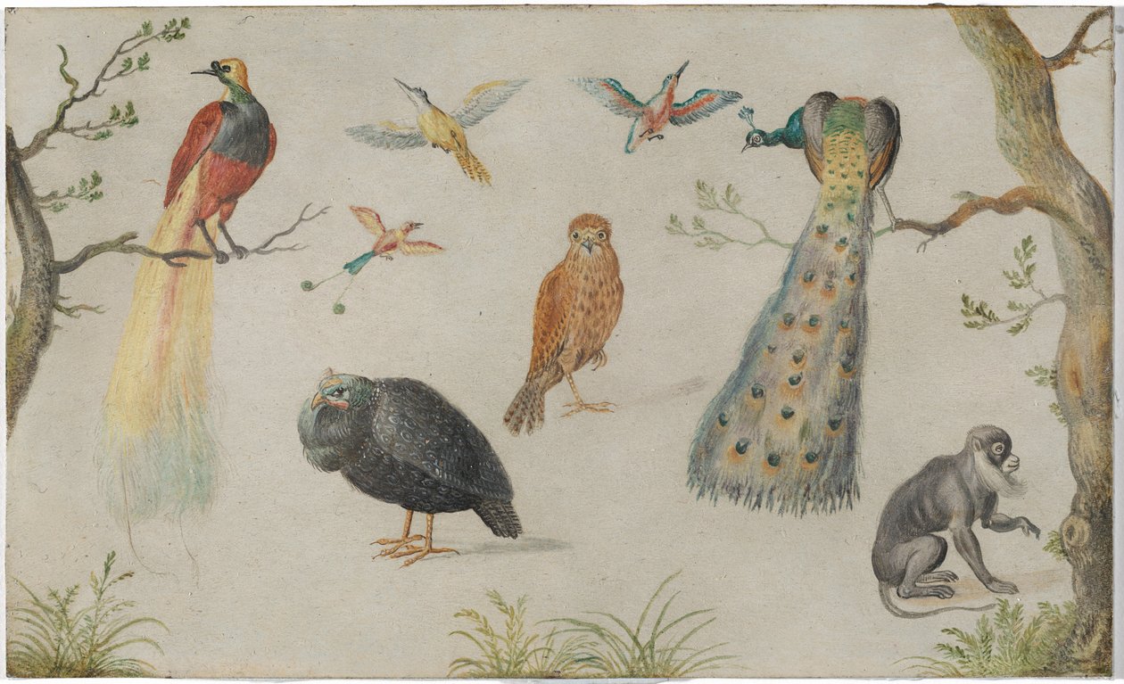 Studie av fåglar och apor av Circle of Jan van Kessel the Elder