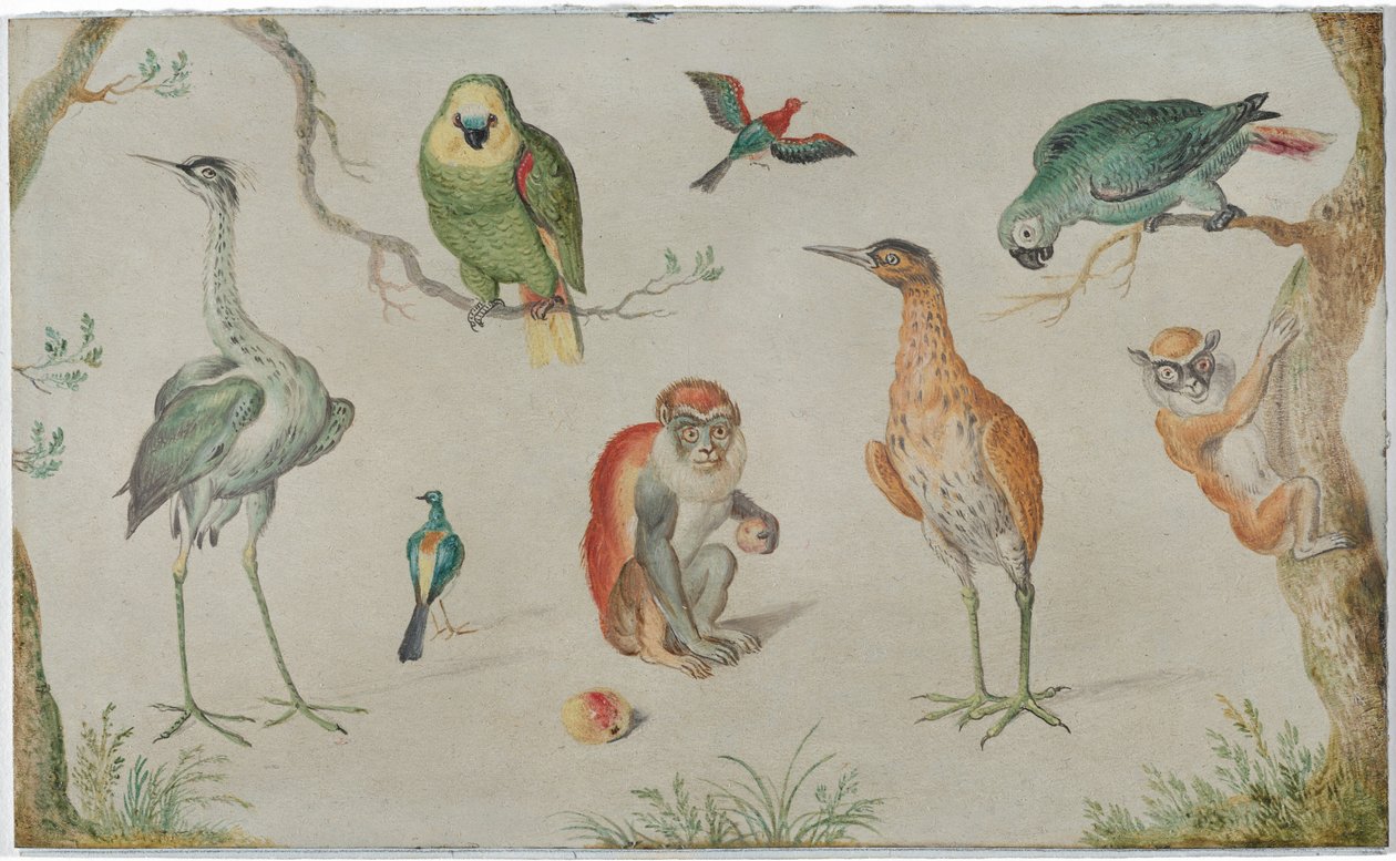 Studie av fåglar och apor av Circle of Jan van Kessel the Elder
