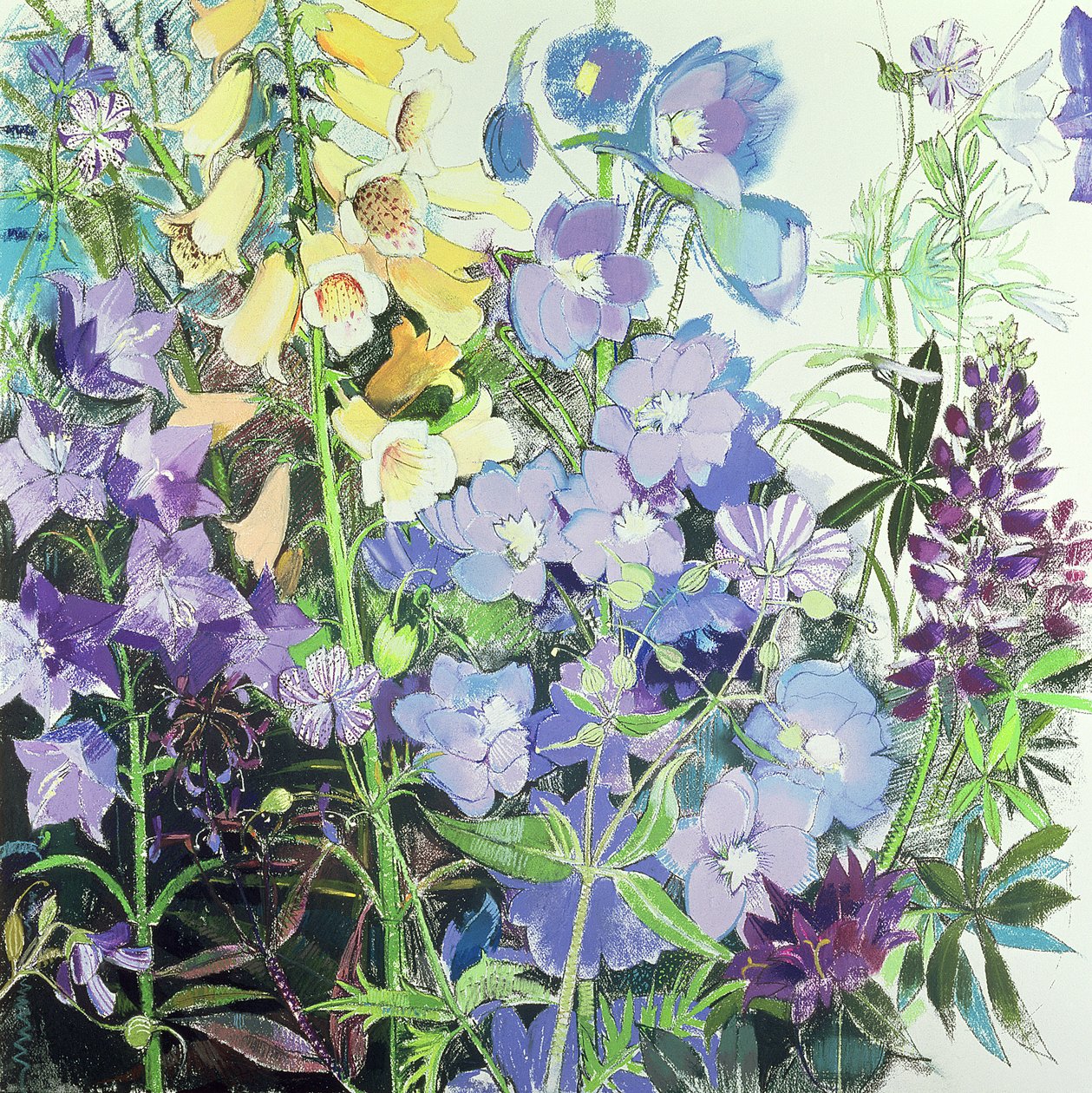 Delphiniums och Foxgloves av Claire Spencer
