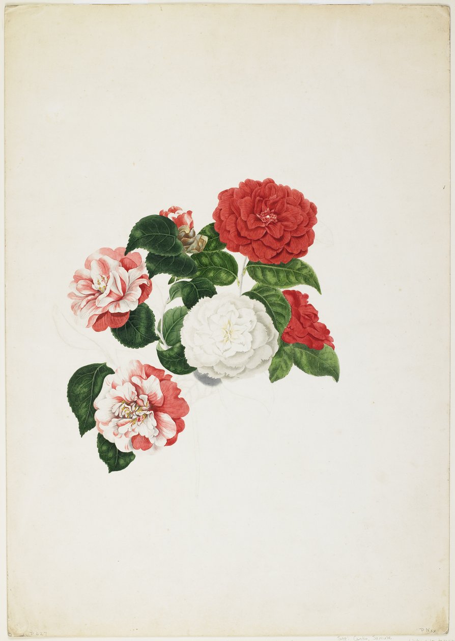 Vanliga kameliar (Camellia japonica) (wc och grafit på papper) av Clara Maria Pope
