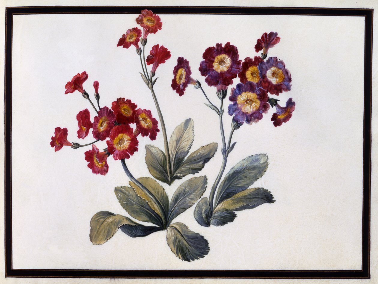 Auricula, ca 1690 av Claude Aubriet