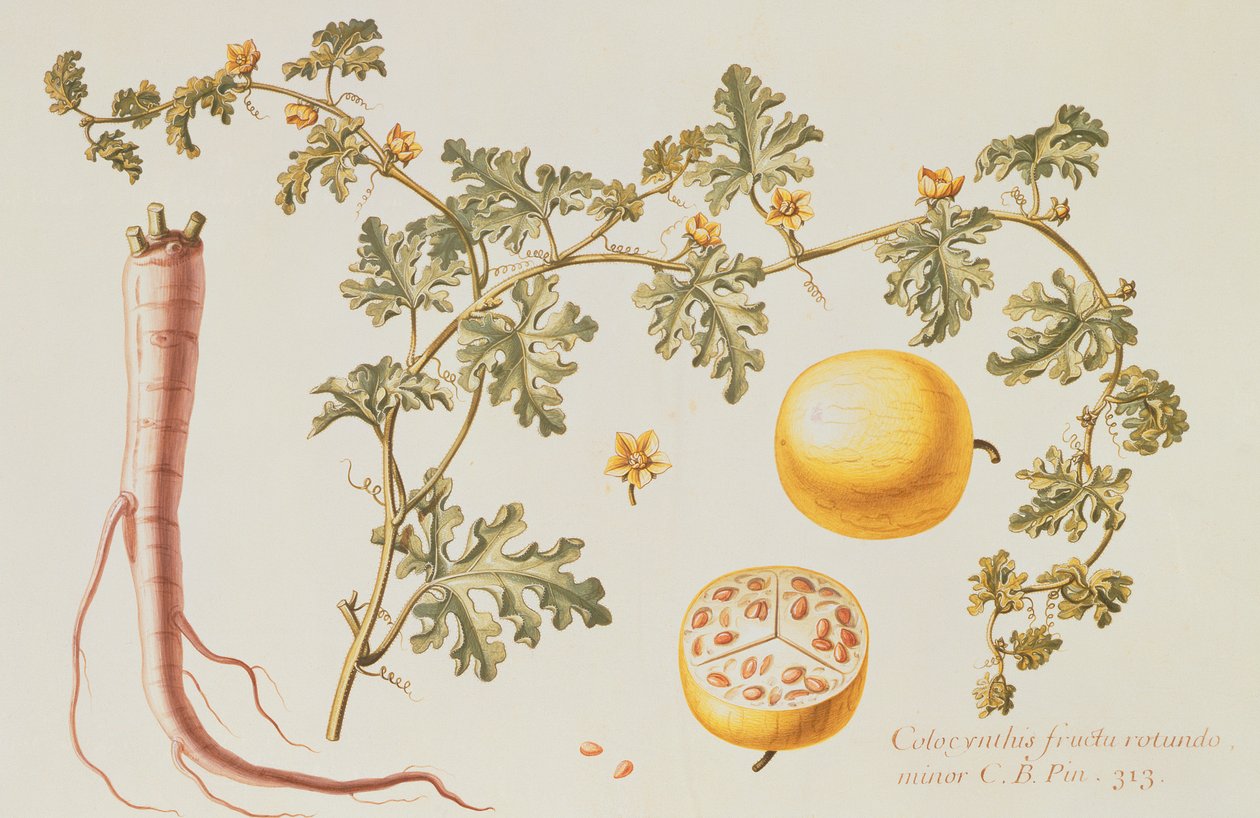 Citrullus Colocynthis (bittert äpple och bitter gurka) (wc och gouache på veläng) av Claude Aubriet
