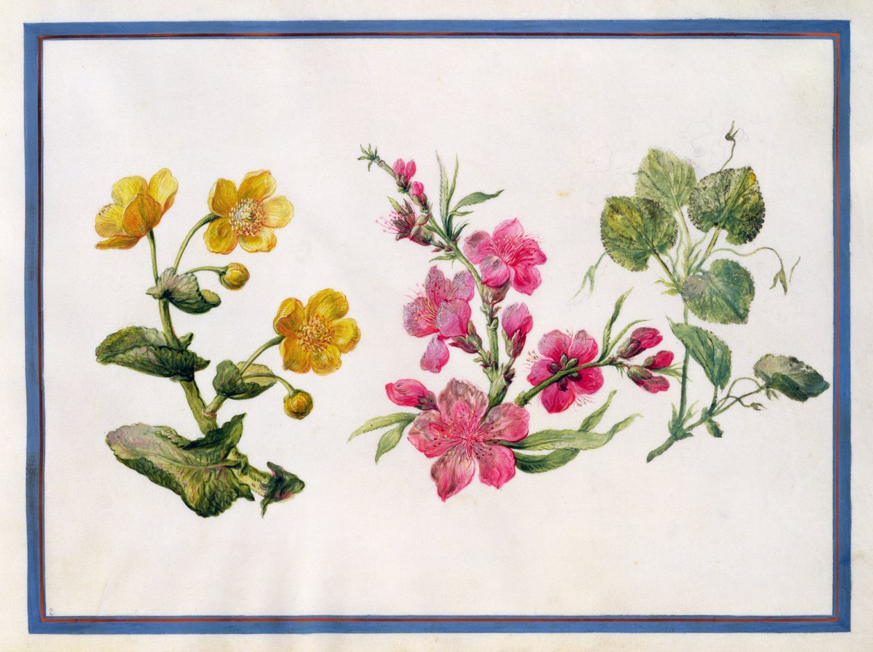 Marsh Marigold, Japonica, Violet av Claude Aubriet