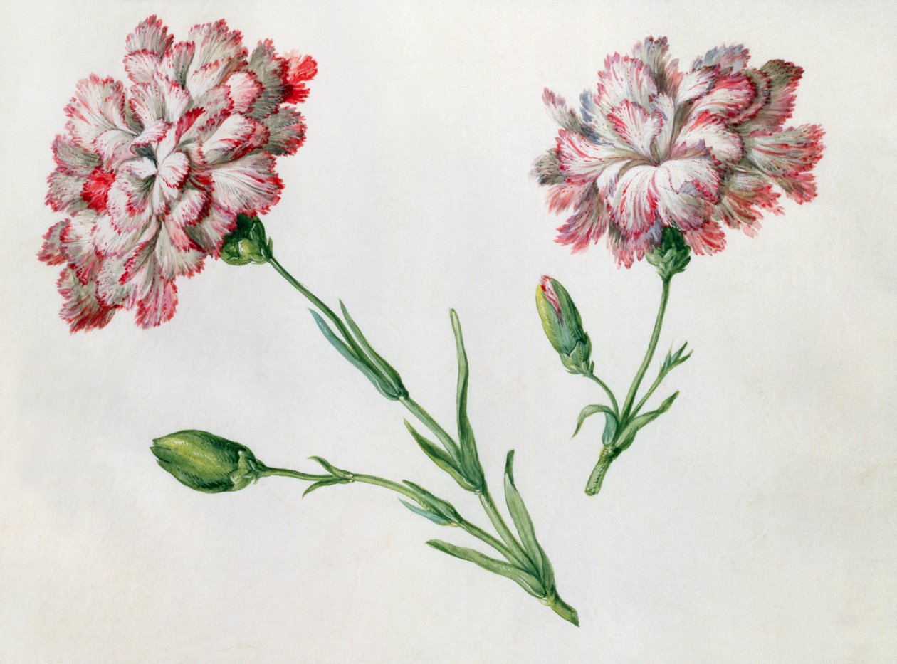 Nejlikor av Claude Aubriet