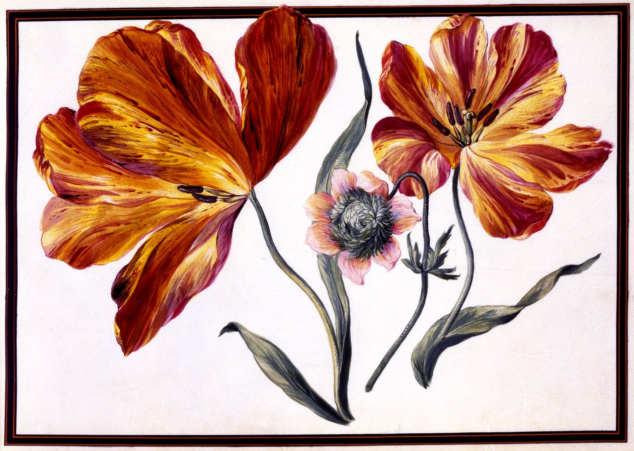 Tulpaner och anemone, ca 1690 av Claude Aubriet