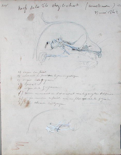 Nervsystemet i huvudet på en katt, maj 1842 (penna på papper) av Claude Bernard