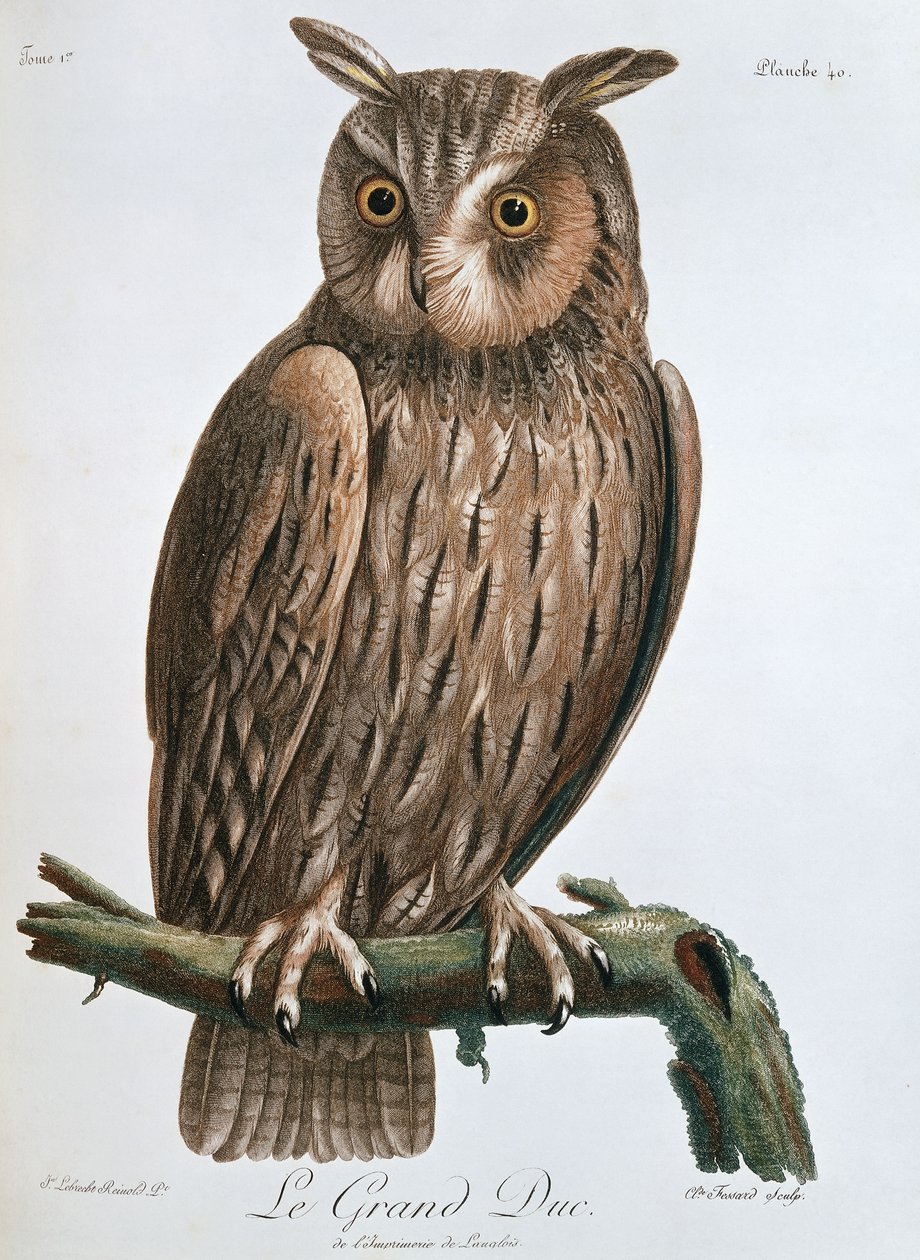 Le Grand Duc", Örnuggla, 1799-1808 av Claude Fessard