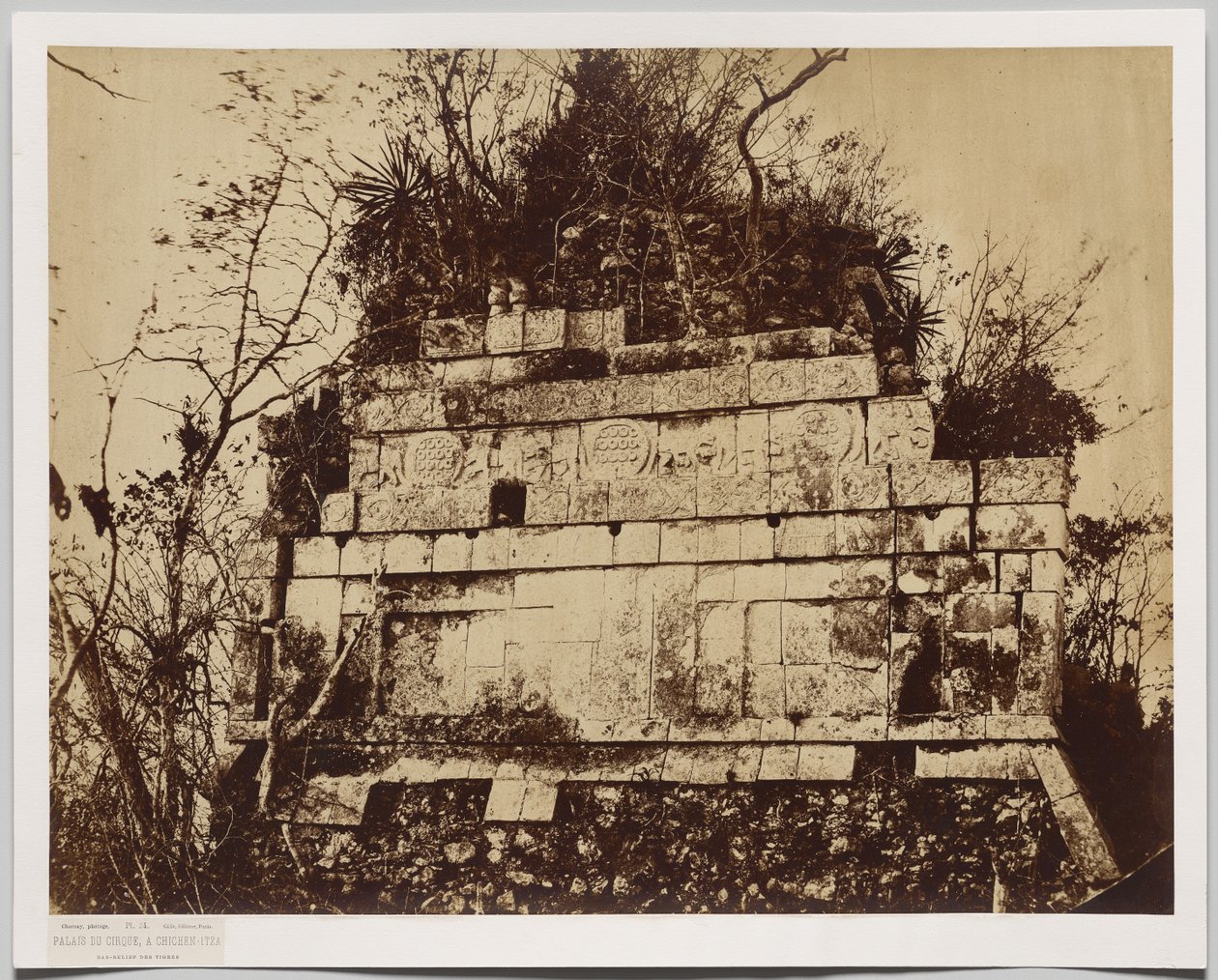 Cirkuspalatset i Chichen-Itza (basrelief av tigrar) av Claude Joseph Désiré Charnay