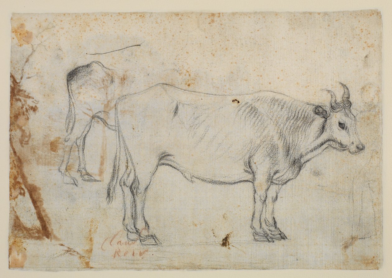 Studie av en oxe av Claude Lorrain