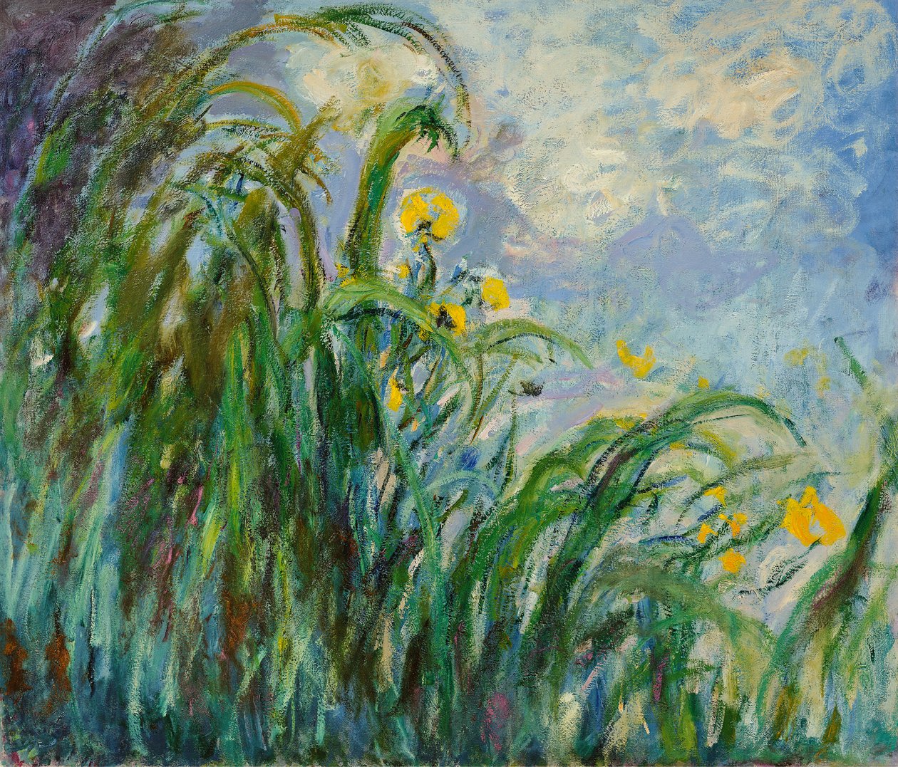 Gula iris, ca. 1925. av Claude Monet