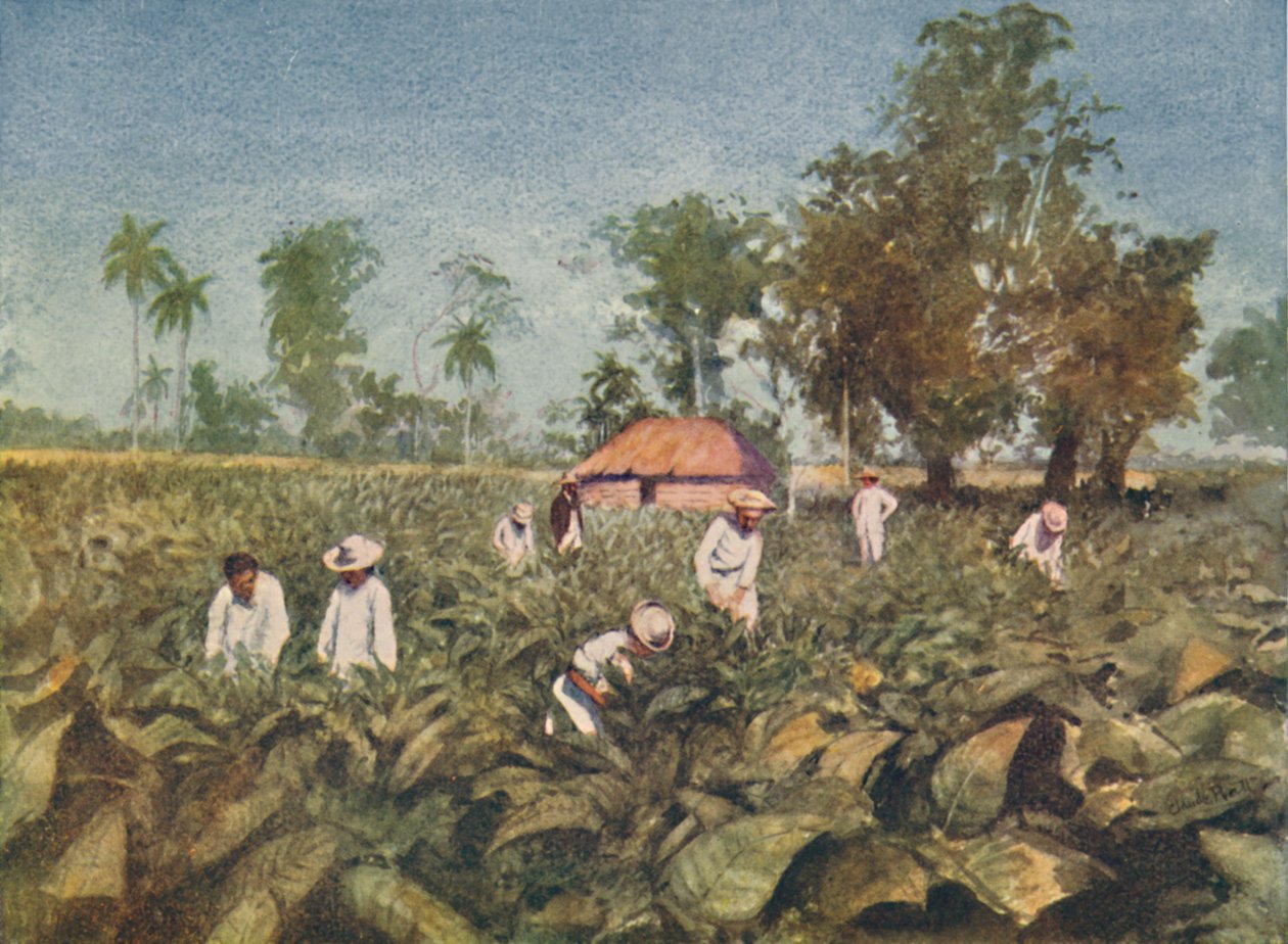 Tobaksplantagen, Kuba, 1916 av Claude Pratt