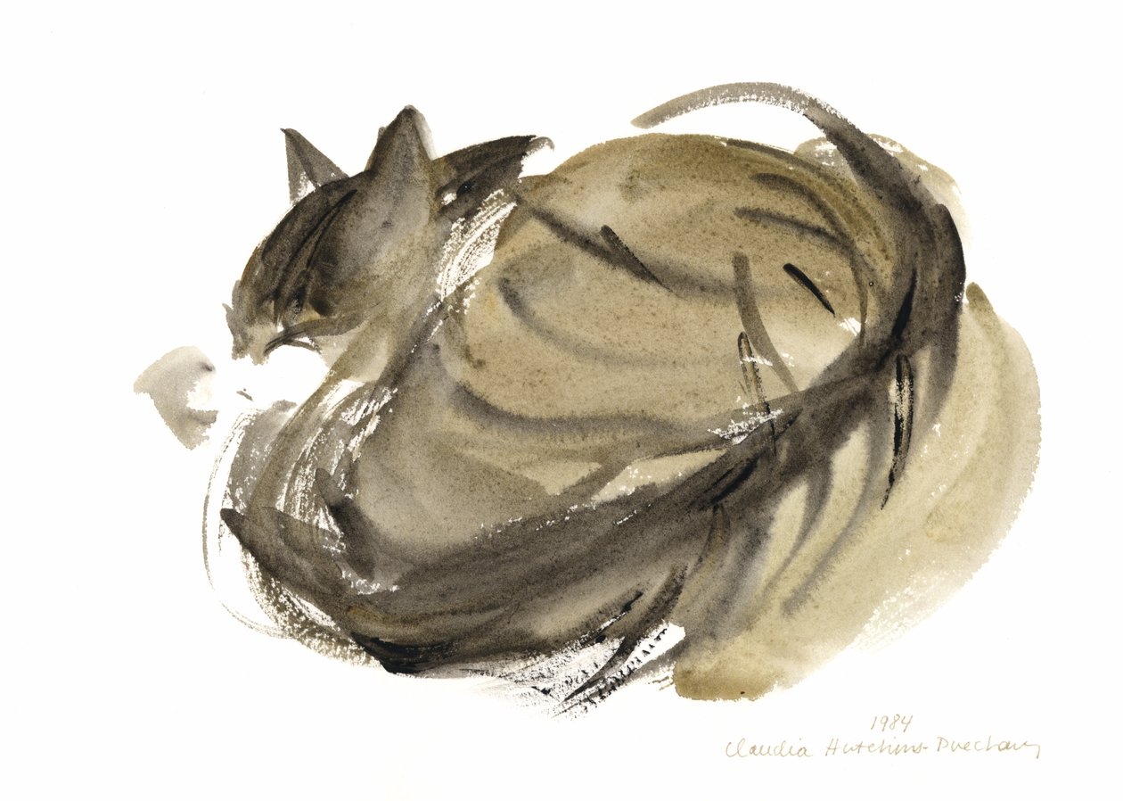 Sleeping cat, 1985 (akvarell) av Claudia Hutchins Puechavy