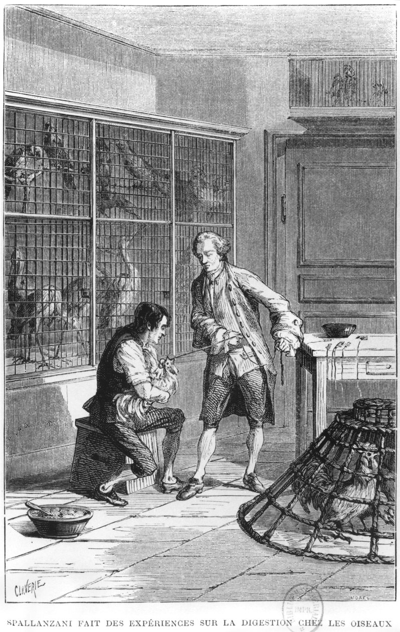 Abbot Lazzaro Spallanzani (1729-99) undersöker matsmältningens fysiologi på fåglar, illustration från 