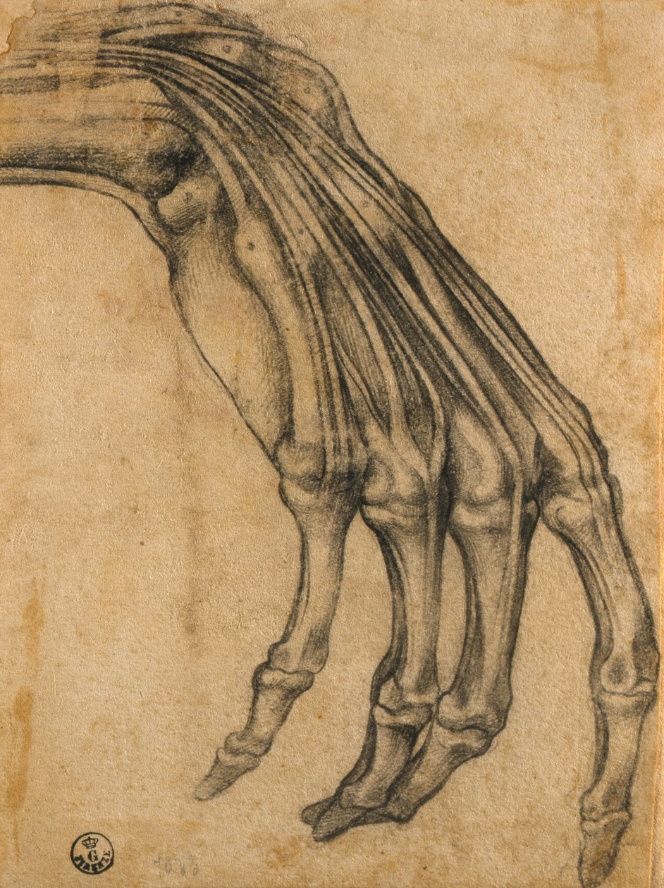 Anatomisk studie av en hand av Clemente Bandinelli