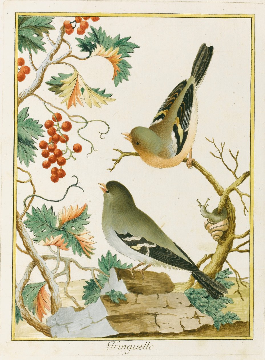 Finch Finch. Ur Ornithology of Southern Europe, 1772. av Clemente Bernini