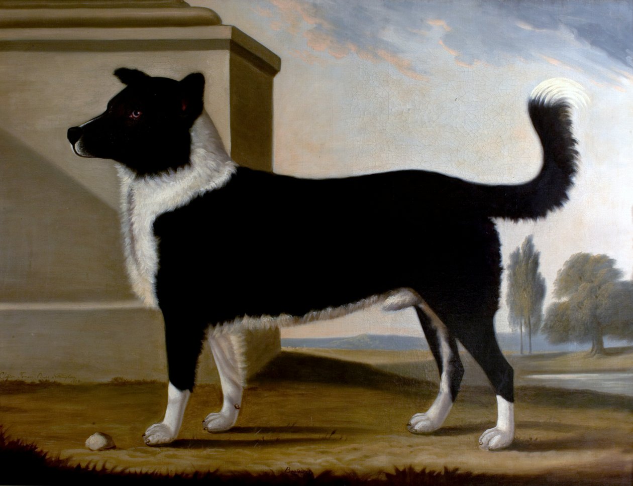 Lord Byrons Dog Boatswain (Newfoundland), 1808 av Clifton Tomson
