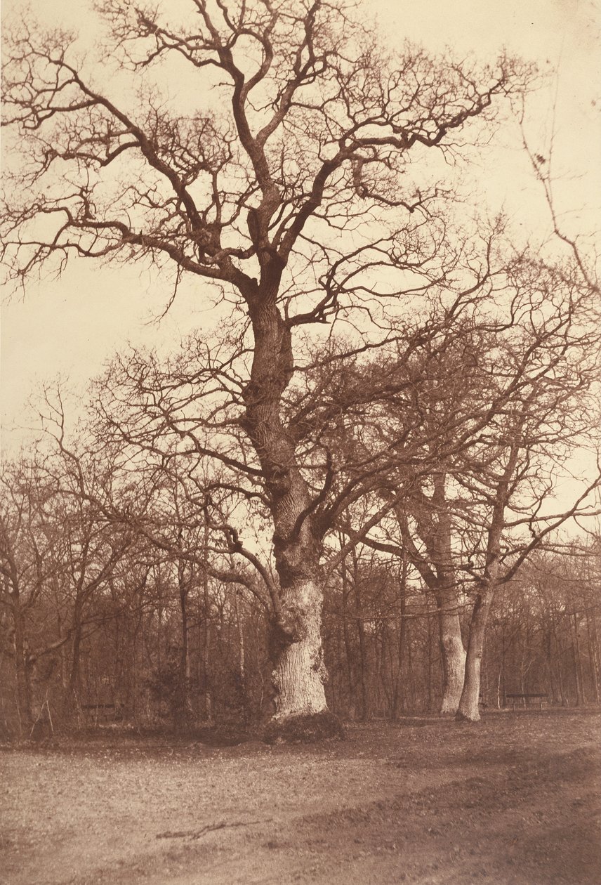 Studie av träd, Bois de Boulogne av Comte Olympe Aguado