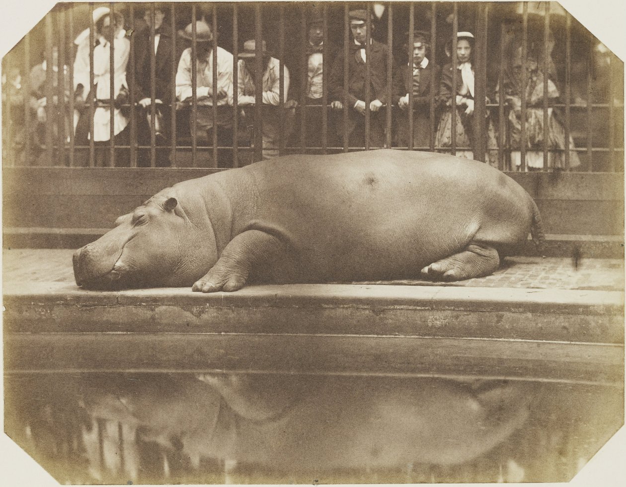 Flodhästen Obaysch, London Zoo av Comte de Montizón Don Juan