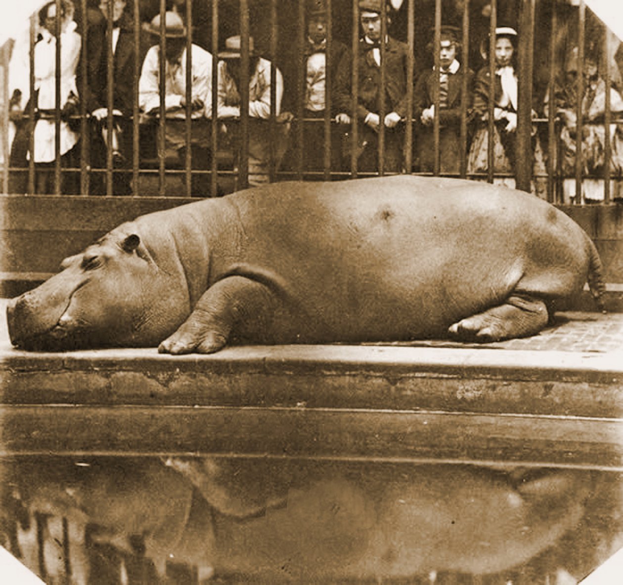 Flodhäst Obaysch, London Zoo, 1852 (sepiafoto) av Comte de Montizón Juan