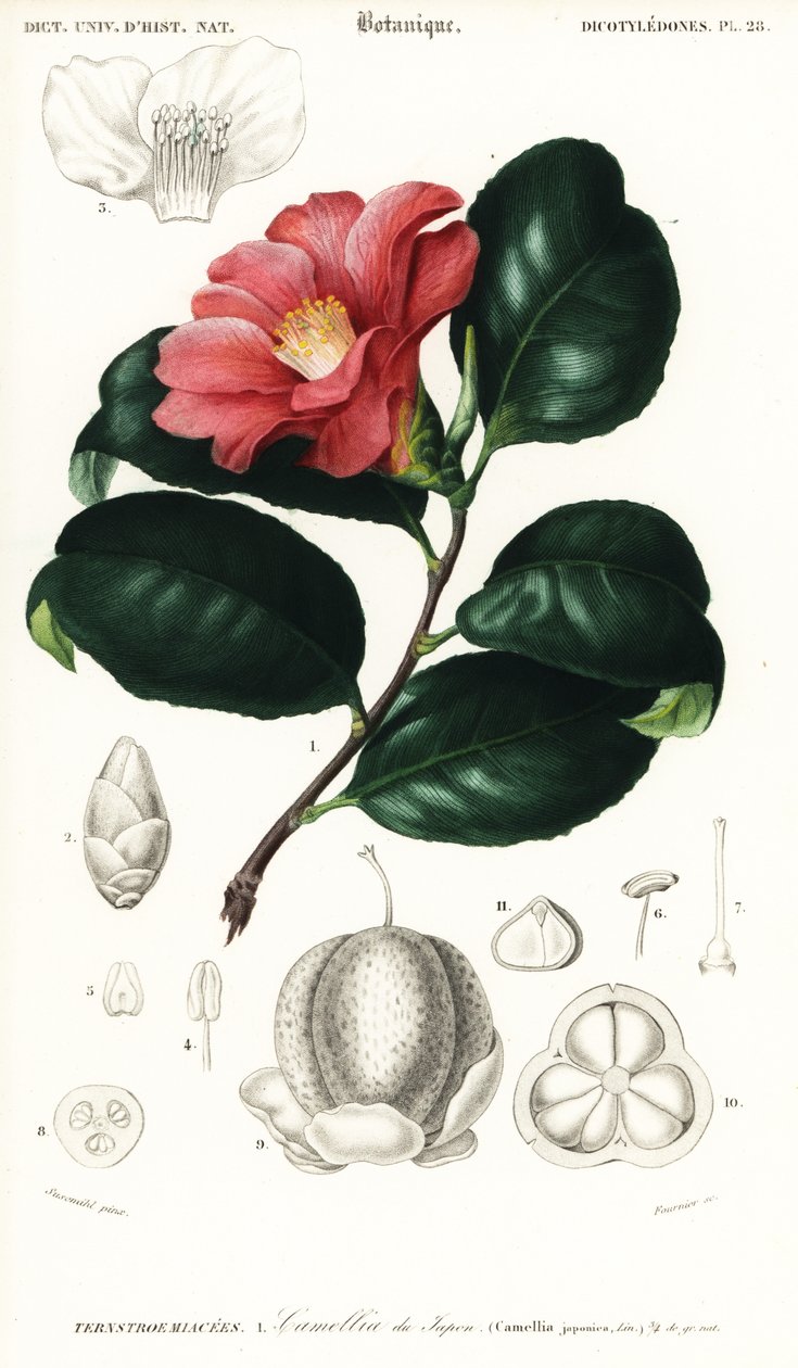 Japansk camellia, Camellia japonica. ,1849 (gravyr) av Conrad Johann Theodor Susemihl