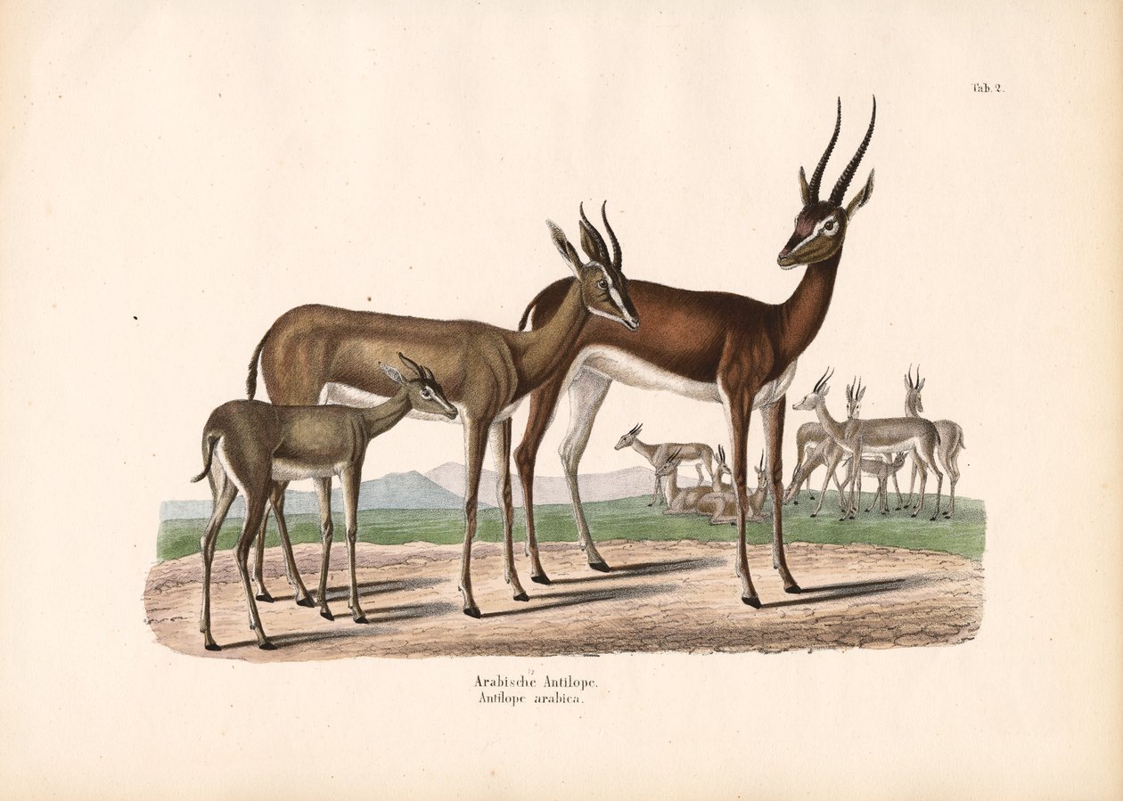 Arabisk oryx i halvöken av Conrad Kull
