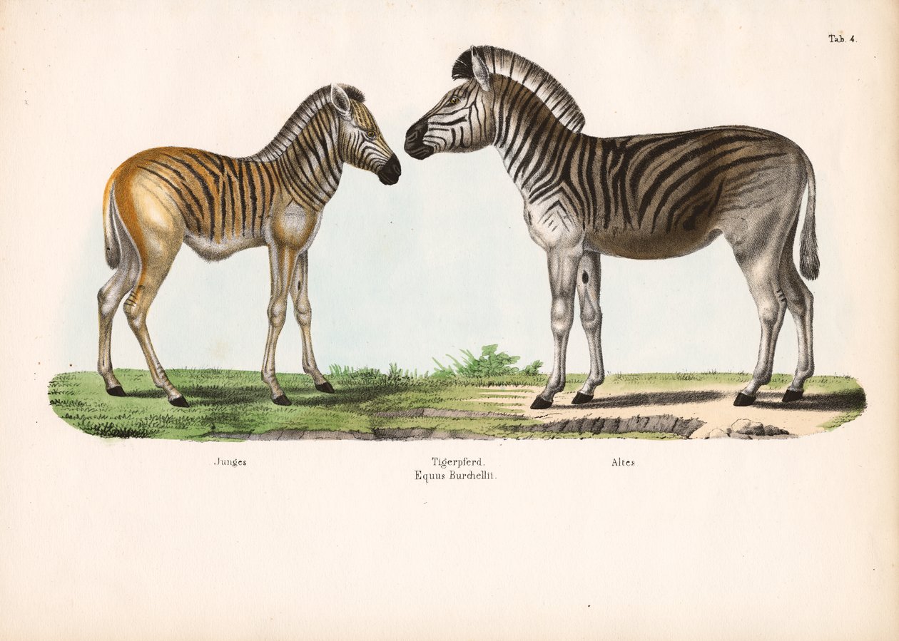 Burchells zebra (tigerhäst) vid olika åldrar av Conrad Kull