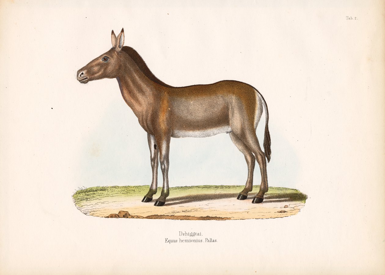 Dziggetai eller mongolisk vildåsna av Conrad Kull