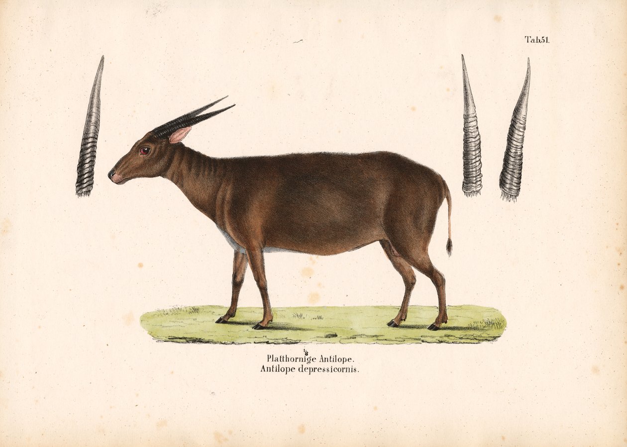 Antilop med platt horn av Conrad Kull