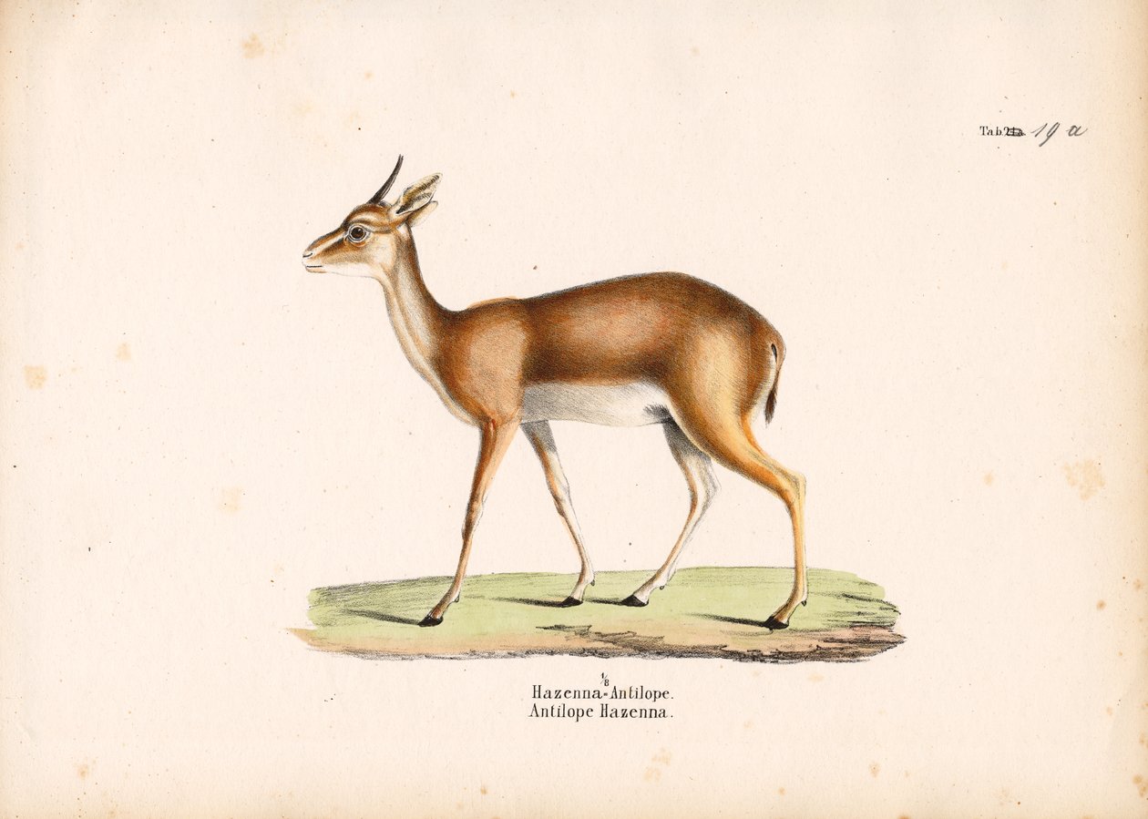 Hazenna Antelope i profil av Conrad Kull