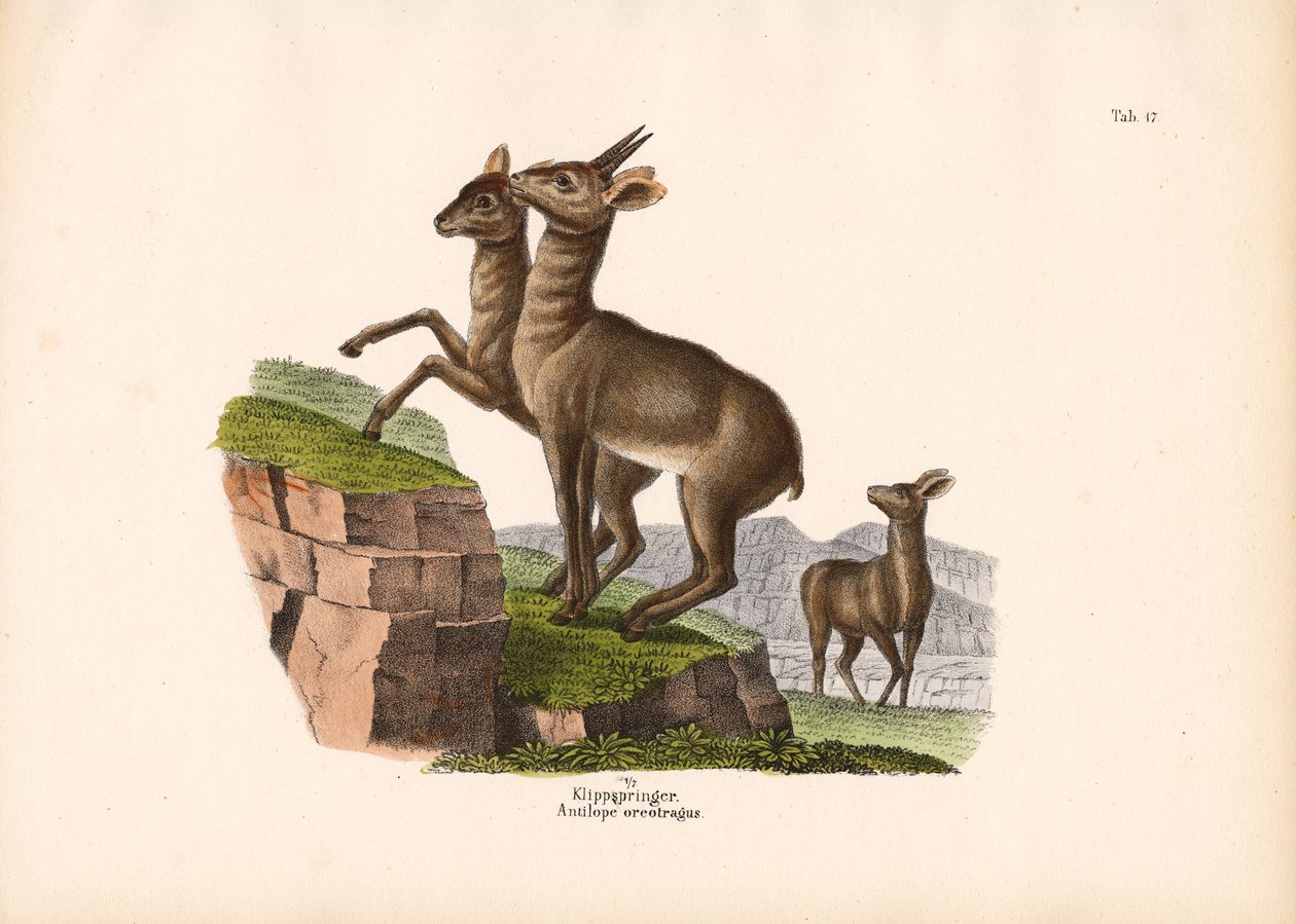 Klipspringer av Conrad Kull