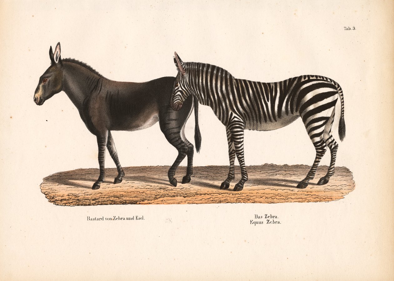 Slättzebra och hybrid mellan zebra och åsna av Conrad Kull