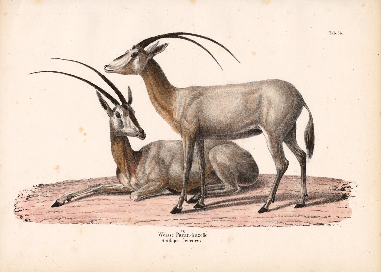 Vit Oryx av Conrad Kull