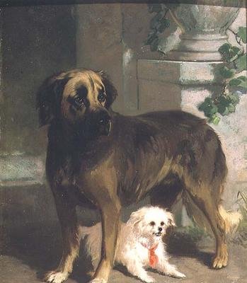 En Mastiff och en Bichon av Conradyn Cunaeus