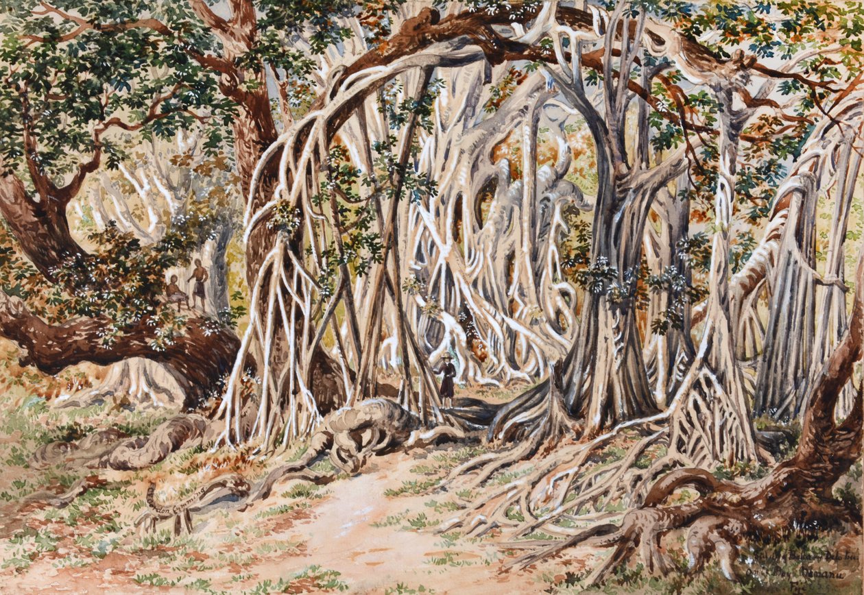 Studie av Baka Delo-träd, Anie Bay, Nananu, Fiji av Constance Frederica Gordon Cumming
