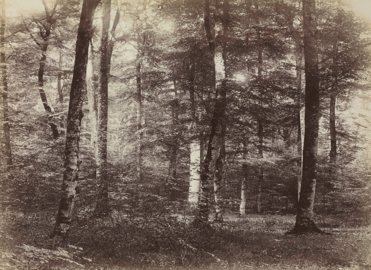 Utan titel The Forest of Fontainbleau, ca. 1874. av Constant Alexandre Famin