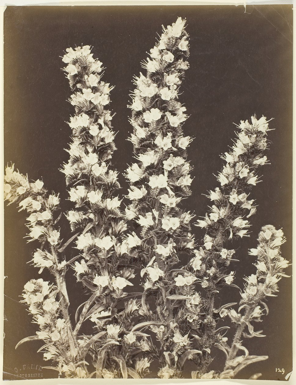 Utan titel [blommande växt], ca. 1870. av Constant Alexandre Famin