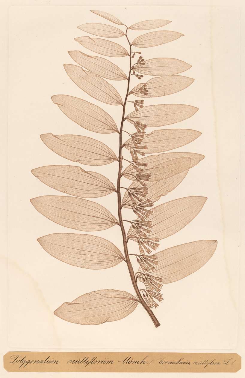 Polygonatum multiflorum Monch av Constetin von Ettinghausen and Alois Pokorny