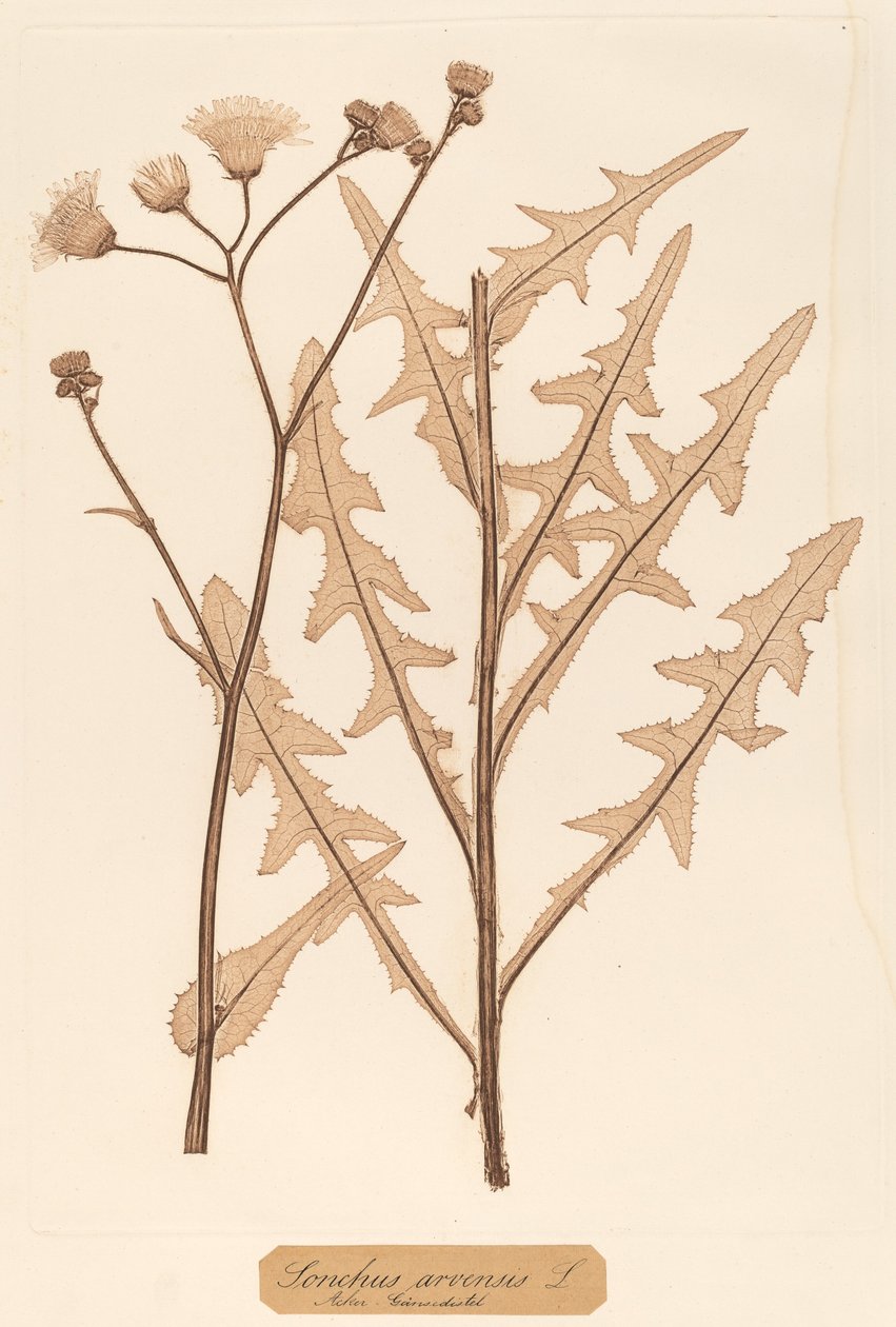 swedish av Constetin von Ettinghausen and Alois Pokorny