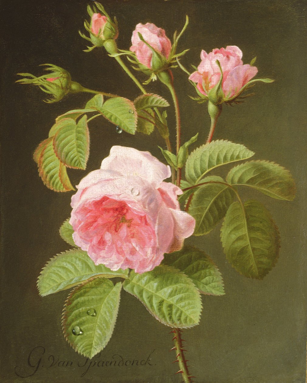 En gren av rosor av Cornelis van Spaendonck