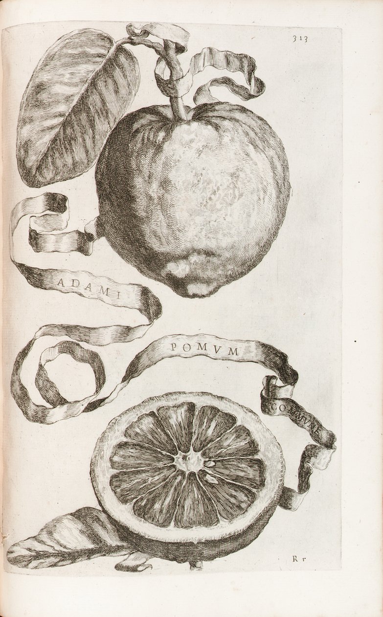 Adams äpple, tallrik 313 från "Hesperides or the Evil Culture and Usage of Golden Books" av Giovanni Battista Ferrari, 1646 av Cornelis Bloemaert