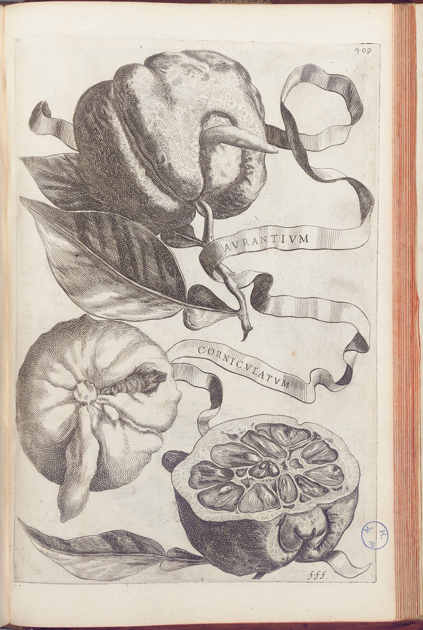 Horned Orange, tallrik 409 från "Hesperides or de Malorum Aureorum Cultura et Usu Libri quatuor" av Giovanni Battista Ferrari, 1646 av Cornelis Bloemaert