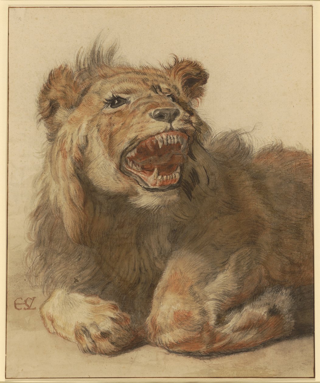 A Lion Snarling, c.1625-33 (svart & röd krita med svarta och bruna tvättar) av Cornelis Saftleven