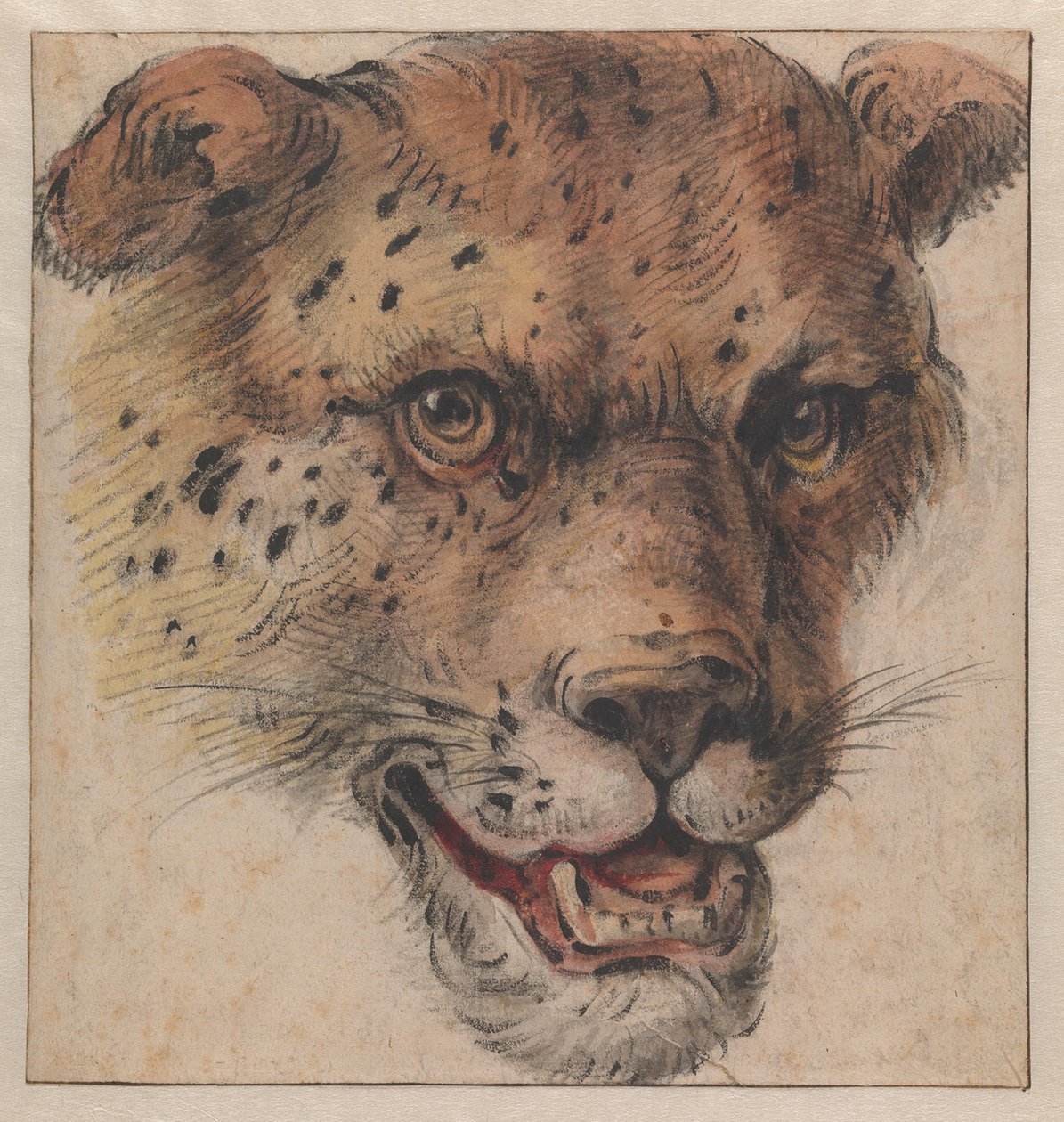 En leopards huvud av Cornelis Saftleven