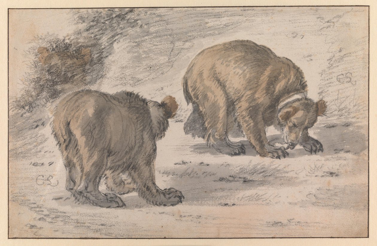En björn i olika ställningar av Cornelis Saftleven