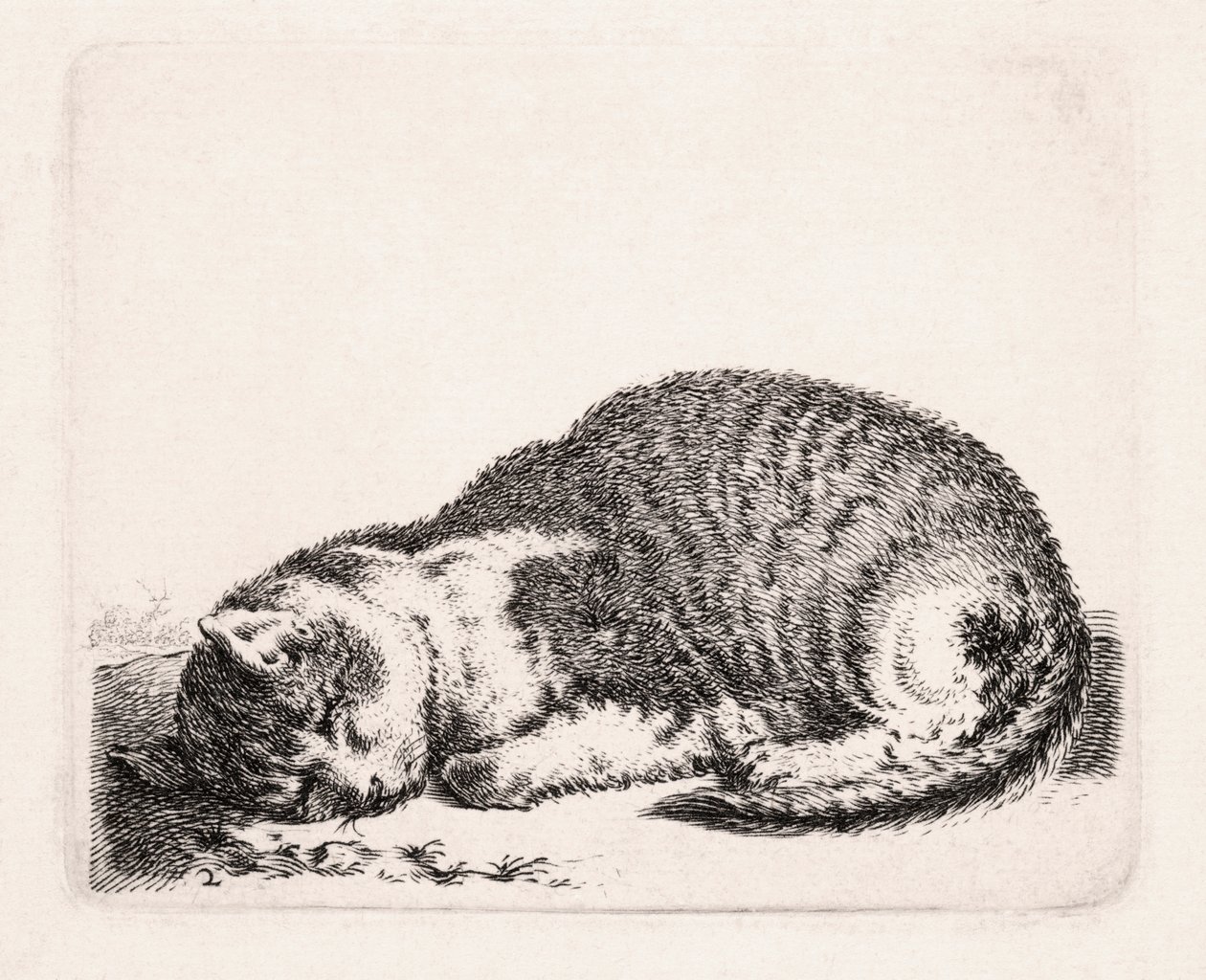 Sovande katt, c.1607-81 av Cornelis Saftleven