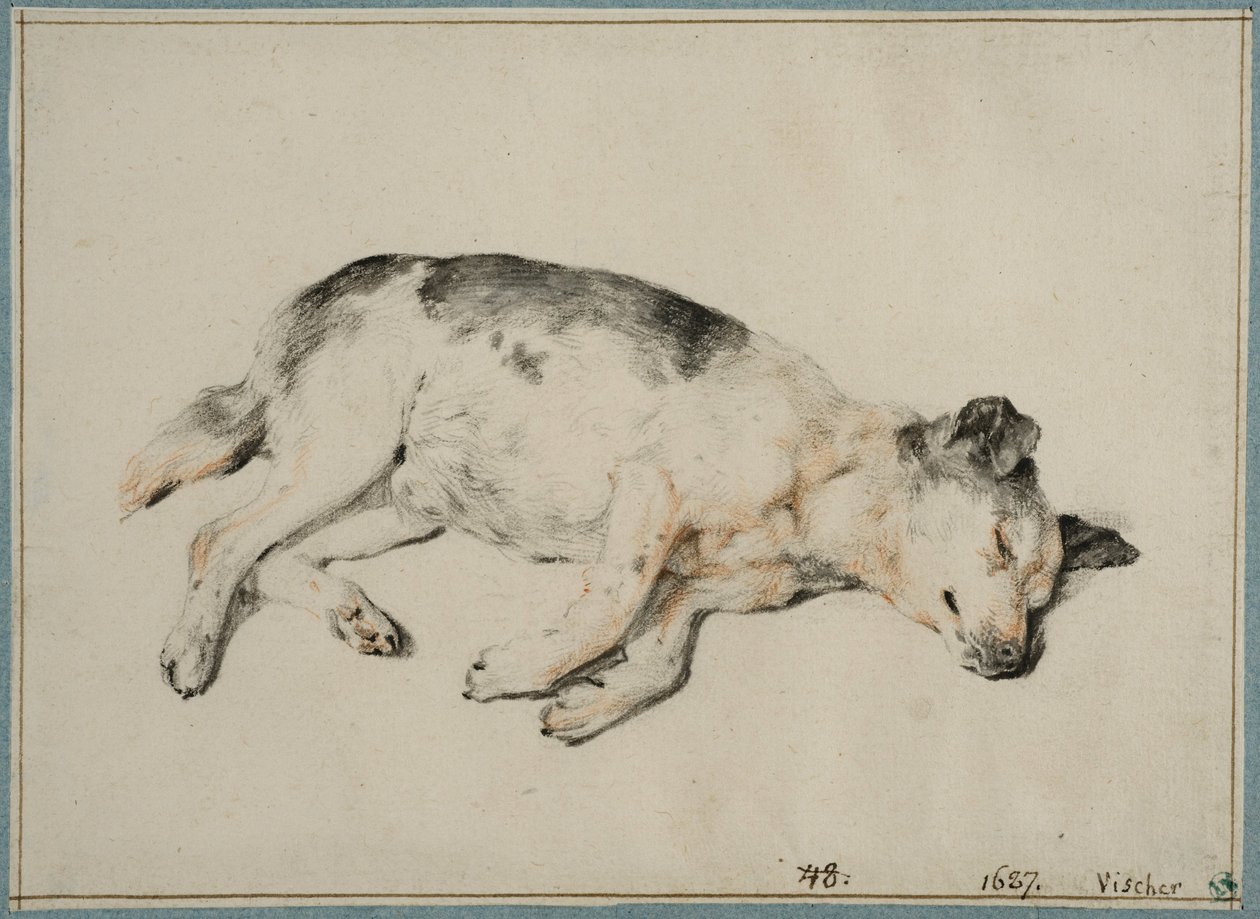 Studie av en sovande hund av Cornelis Visscher