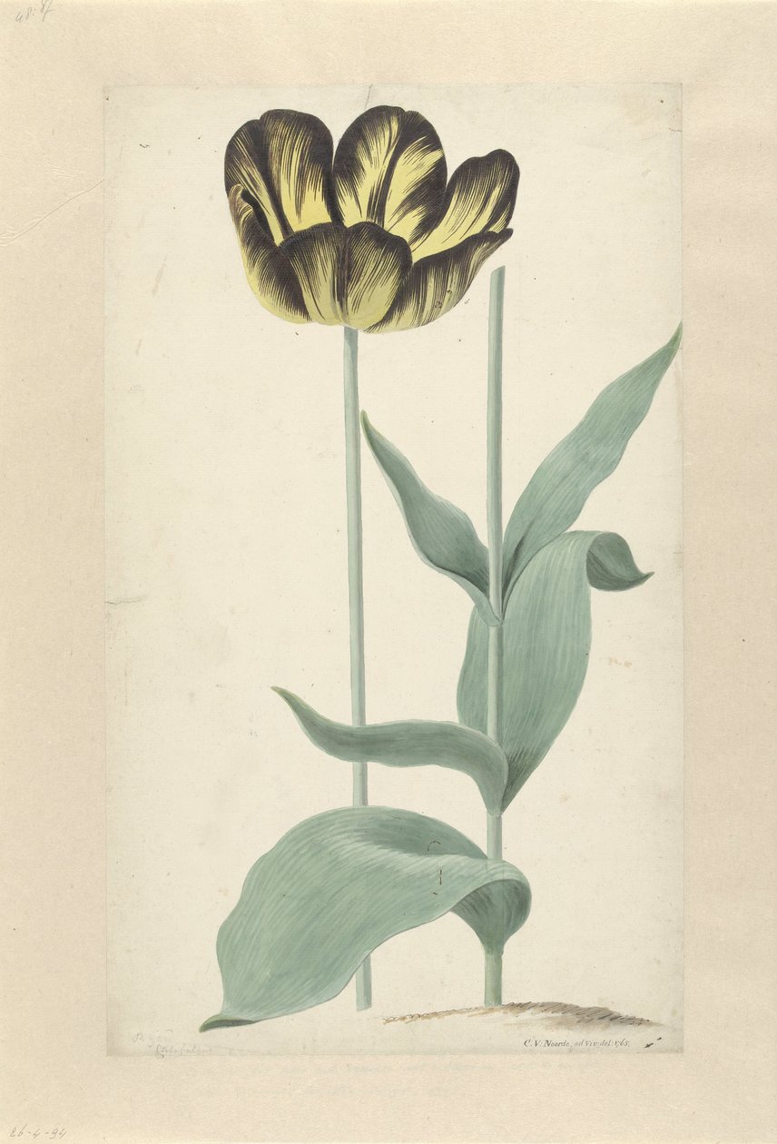 De tulp Bizard Catafalque Bizard Catafalque (titel på objekt) av Cornelis van Noorde