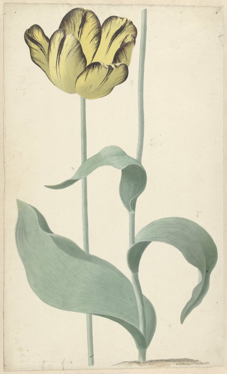 Av tulp Bizard Louis d